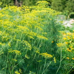 Herb Mammoth Dill (300 Seed Packet)