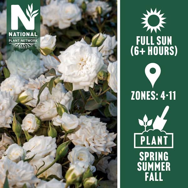 Drift 3 Gal. White Drift Rose Bush with White Flowers HD1818 - The