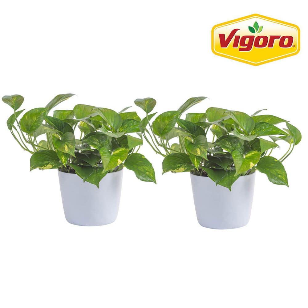 Golden Pothos Indoor Plant in 6 in. White Decor Planter, Average Shipping Height 1-2 ft. Tall (2-Pack) price history on PriceWatchPro