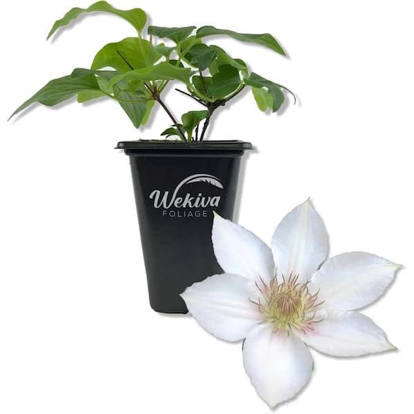 Wekiva Foliage Clematis Corinne-Live Starter Plant in a 2 Inch Growers Pot-Starter Plants Ready for The Garden