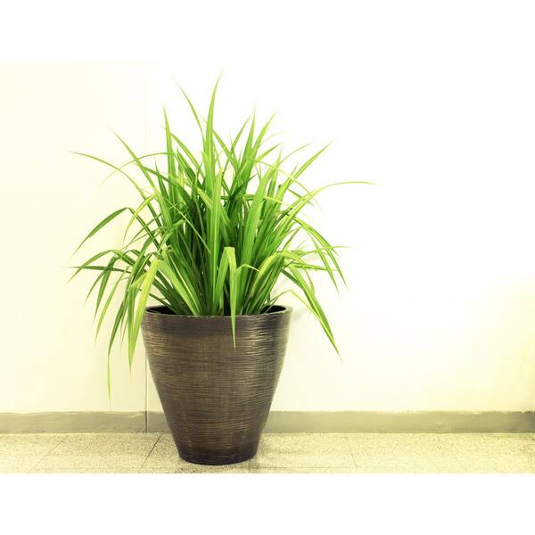 Unbranded 2.5 Qt. Annual Dracaena Indivisa 1023