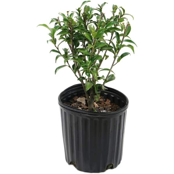 national PLANT NETWORK 2.5 Qt. Autumn Sentinel Camellia Sasanqua Plant with Pink Blooms