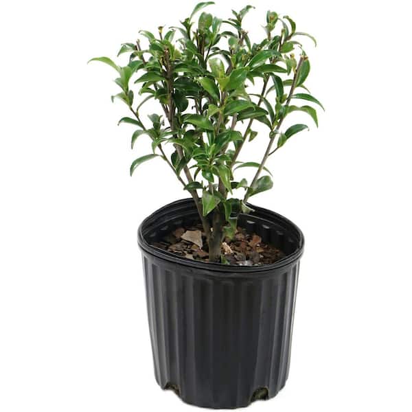 national PLANT NETWORK 2.5 Qt. Camellia Sasanqua Plant with Red Blooms