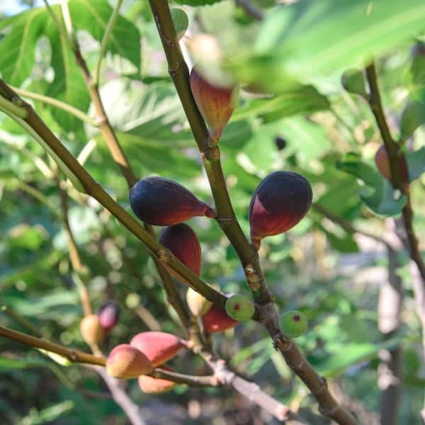 national PLANT NETWORK 2.25 Gal. Brown Turkey Fig Plant