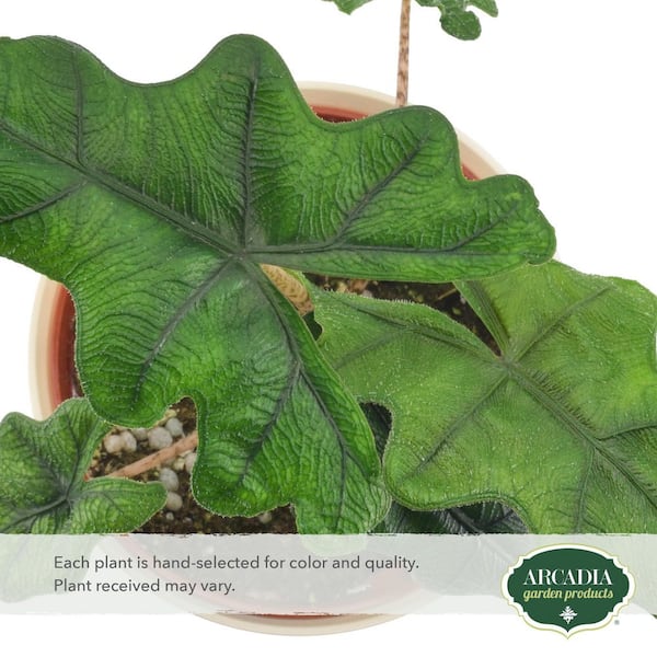 philodendron scandens hanging Philodendron 'Brasil' 6