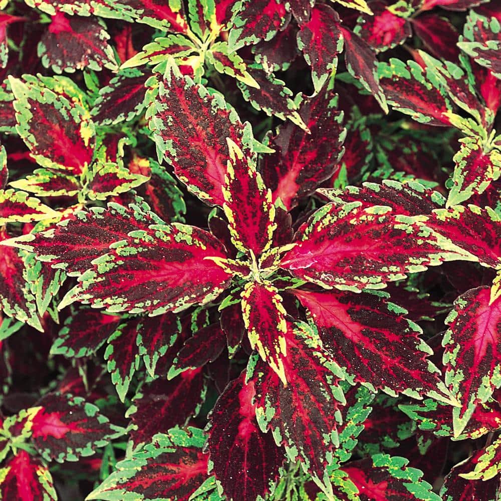1 Gal. Assorted Colors Coleus Plant 91380 - The Home Depot