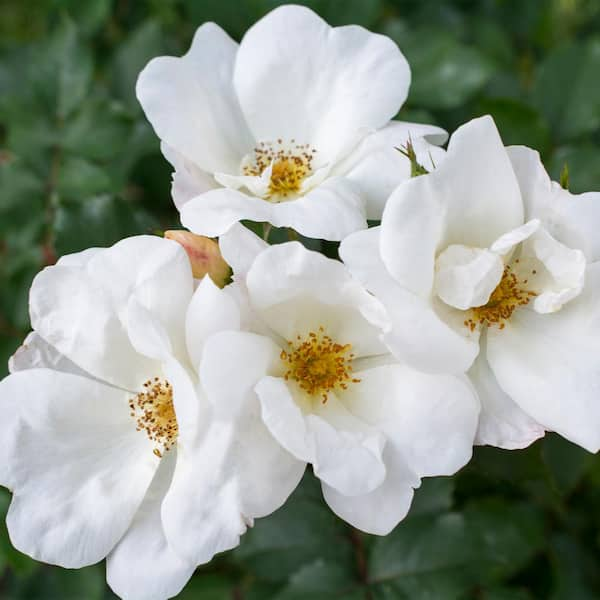 2 Gal. White Knock Out Rose Bush with White Flowers