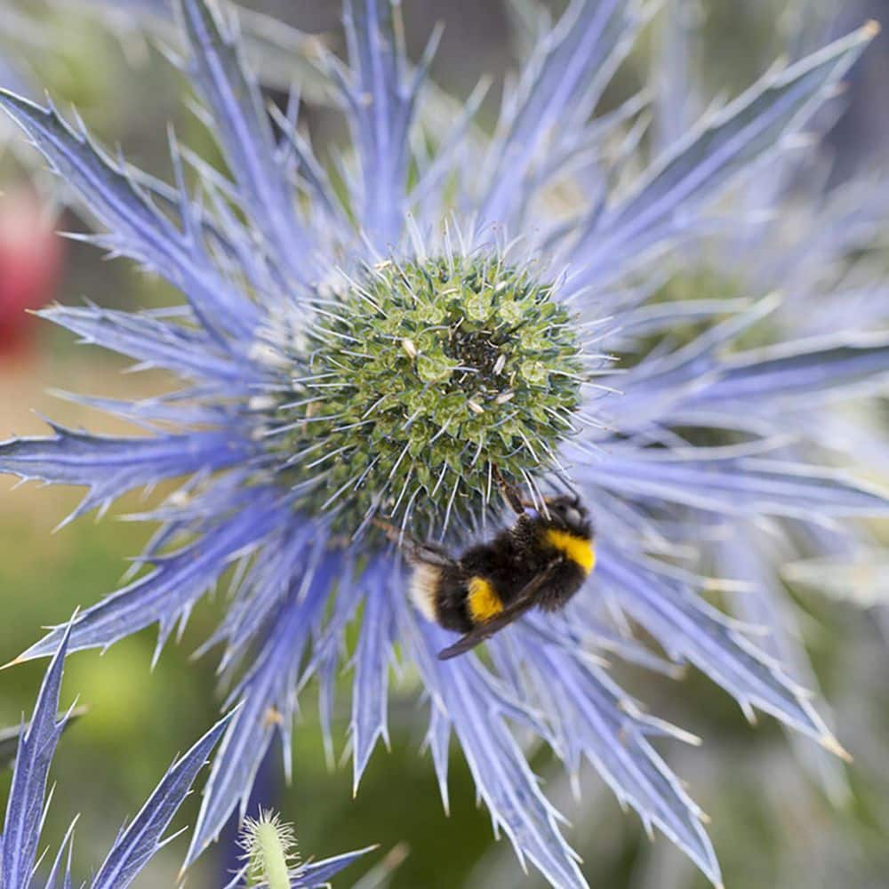 Eryngium Sea Holly Blue Perennial Packaged Roots Set of 3