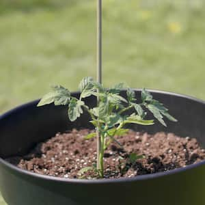 This $15 Plant Support Stick Makes Plants 'Healthier Than Ever