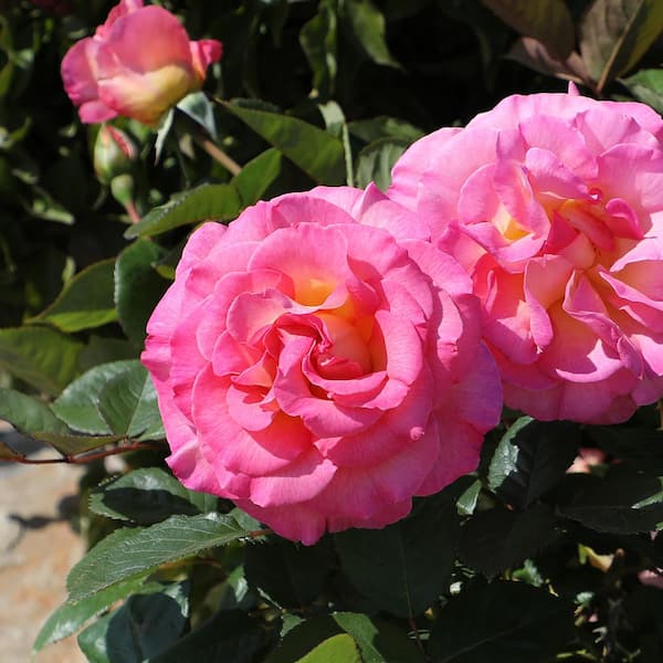 ALTMAN PLANTS My Bouquet 8 qt. Rose Pink and Gold Blossom (Julie