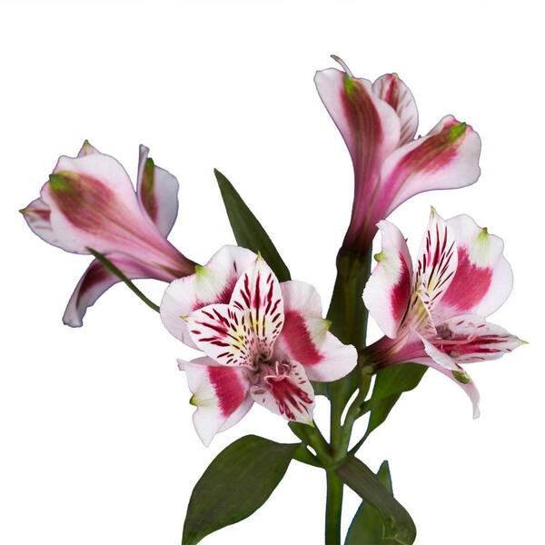 Globalrose Fresh Alstroemeria Flowers (80 Stems - 320 Blooms)