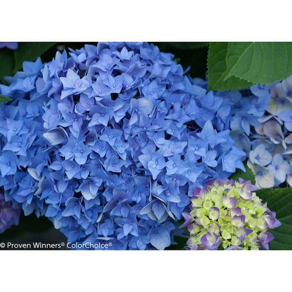 PROVEN WINNERS 4.5 in. Qt. Let's Dance Rhythmic Blue Reblooming Hydrangea (Macrophylla) Live Shrub, Blue or Pink Flowers