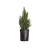 flowerwood-ornamental-trees-4713q-64.0