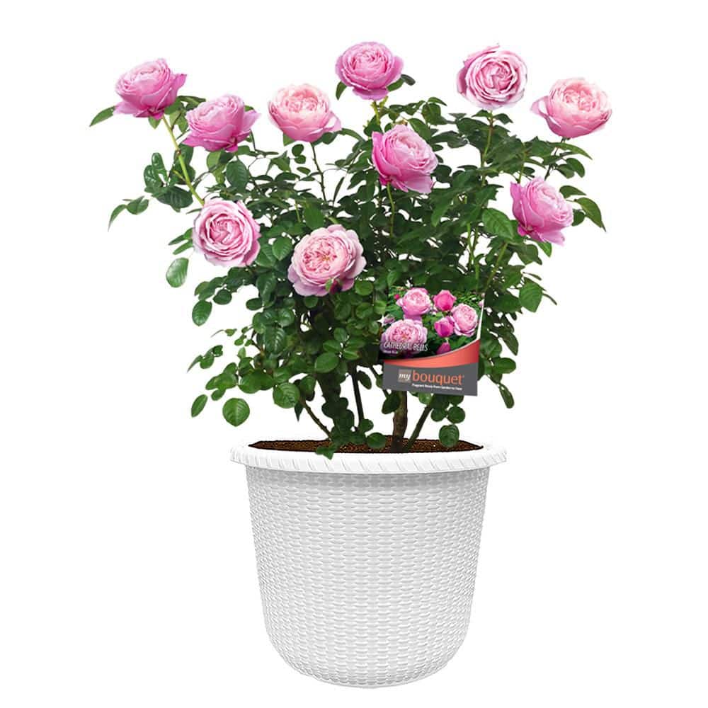 Vigoro 2 Gal. Cathedral Falls Rose with Pink Flowers in Decorative