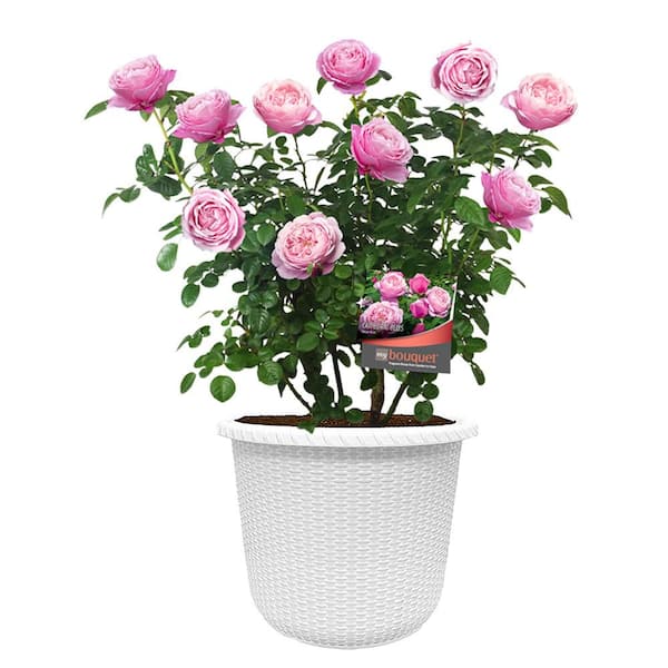 2 Gal. Cathedral Falls Rose with Pink Flowers in Decorative Container