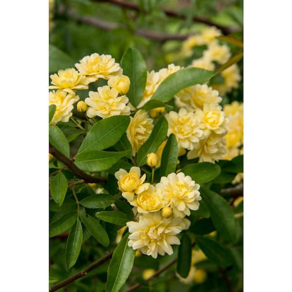 2 Gal. Lady Banks Rose, Live Thornless Vine Plant, Miniature Yellow Blooms