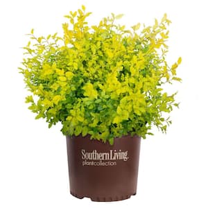 2 Gal. Sunshine Ligustrum, Evergreen Shrub, Bright Golden-Yellow Foliage