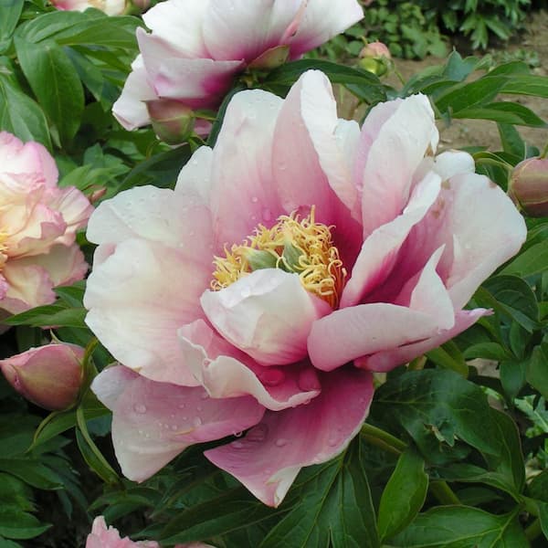 Spring Hill Nurseries 4 In Pot Itoh Peony Pastel Lilas Live Potted Perennial Pink Flower 1 Pack The Home Depot