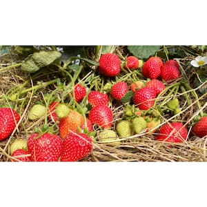 Sweet Kiss Fruit-Bearing Bare Root Strawberry Plant (25-Piece)