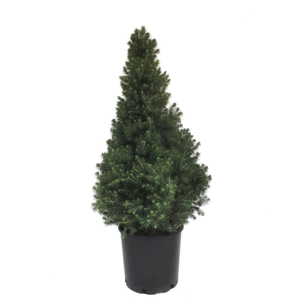 3 Gal. White Spruce (Picea Glauca Conica)