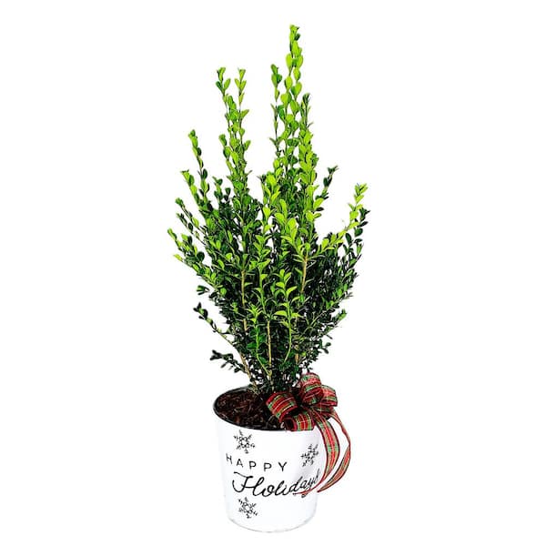 Unbranded 10 in. Gal. Holiday Green Mountain Boxwood Live Shrub in Happy Holidays Pot with Decorative Bow