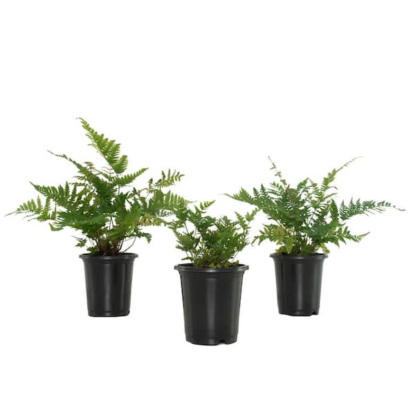 national PLANT NETWORK 4 In. Autumn Fern Plants in Grower Containers - 3-Plants