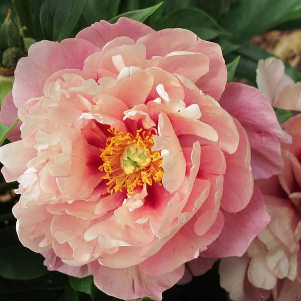 2 gal. Double Bubble Pink Peony with Pink Flowers PEOBUB02GH - The