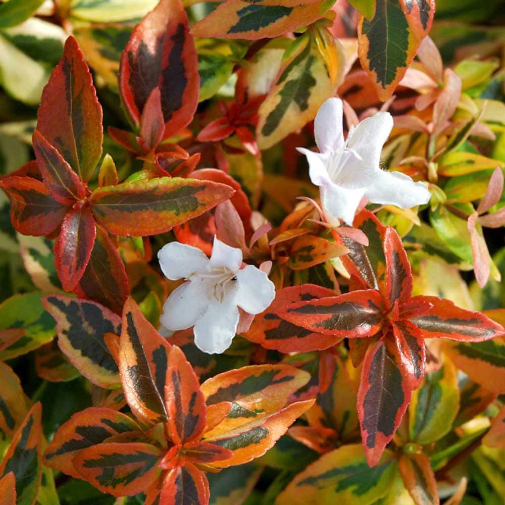 2.5 Quart Kaleidoscope Abelia with Variegated Foliage and Petite White Blooms