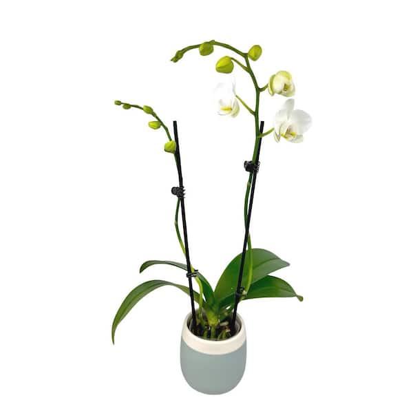 Deluxe White Live Orchid Plant (Phalaenopsis) in 3.5" Blue & White Orchid Pot, Approx 16" Tall, Pet Friendly Houseplant