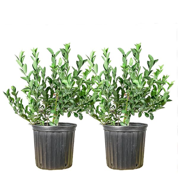 Unbranded 3 Gal. Powder Blue Blueberry Shrub (2-Pack)