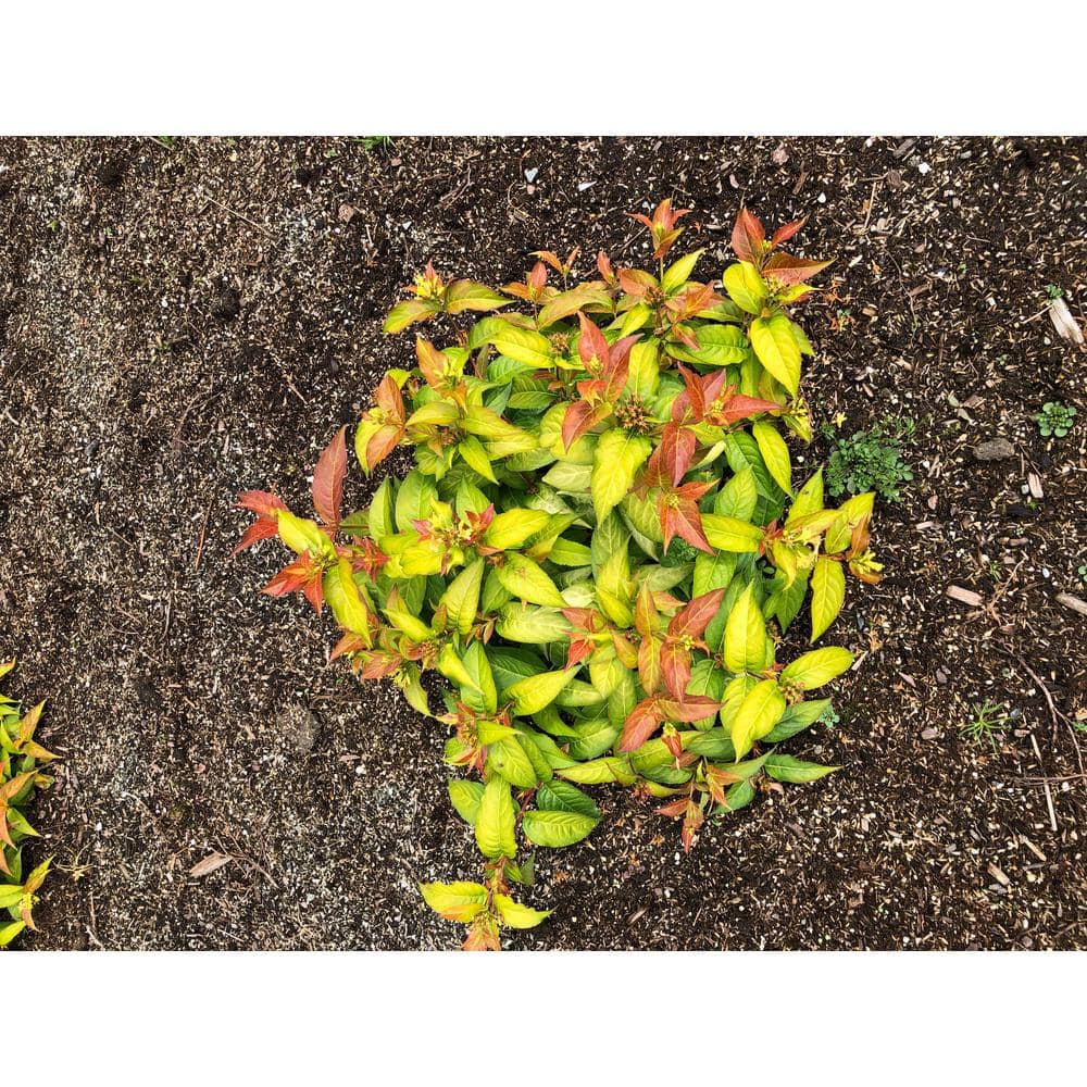 Firefly Honeysuckle Shrub with Amber and Honey Foliage