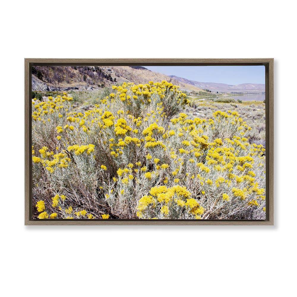 Yellow Flowers in Arid Meadow by Gemma Bardot Brown Floater Frame Nature Graphic Art Print 17 in. x 25 in. price history on PriceWatchPro