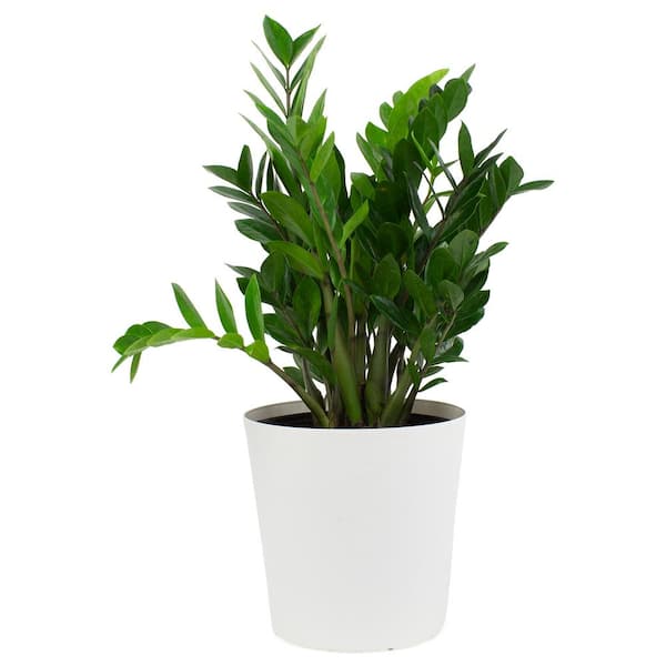 Pure Beauty Farms 1.9 Gal. Zanzibar Gem Zamioculcas ZZ Plant in 9.25 in. Designer Pot