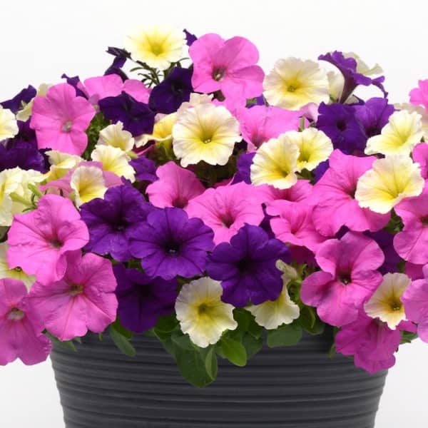 EASY WAVE 0.5 Qt. Multicolor Easy Wave Combo Petunia Annual Plant with Blue, Neon Rose, and Yellow Flowers (3-Plants)