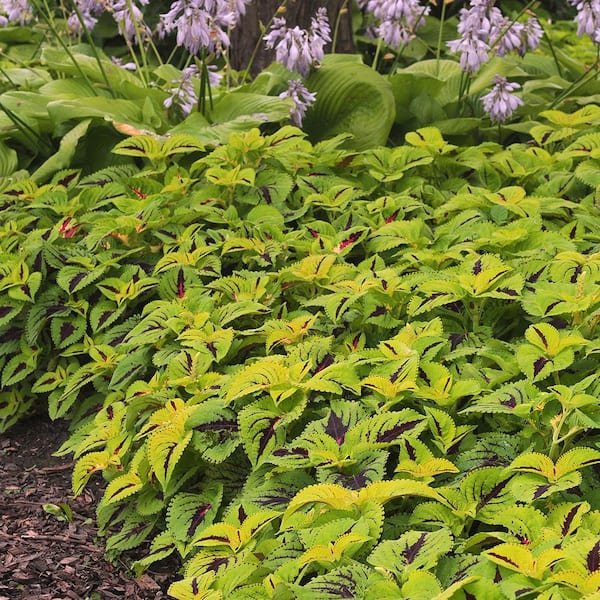 Altman Plants 4IN Coleus Kong Jr. Outdoor Colorful Plant (4-Pack)