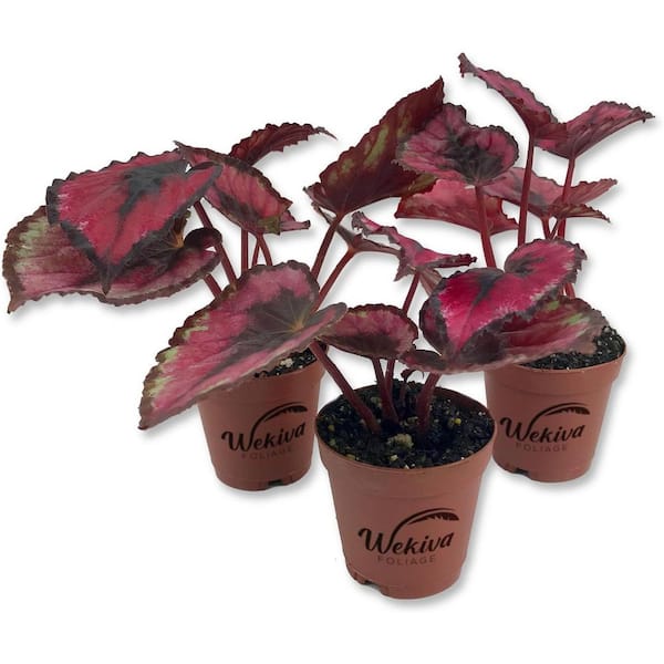 Red Kiss Begonia-3 Live Starters in 2 in. Pots-Begonia Rex 'Red Kiss'-Rare Beautiful Vining Houseplant