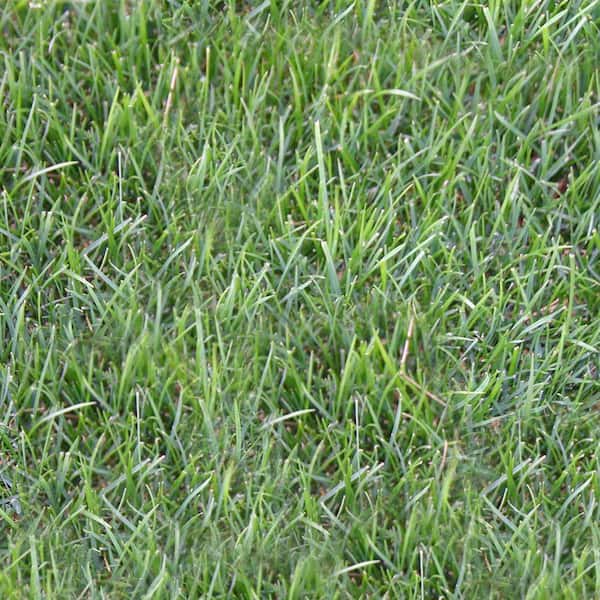 Harmony 10 sq. ft. Bluegrass Sod