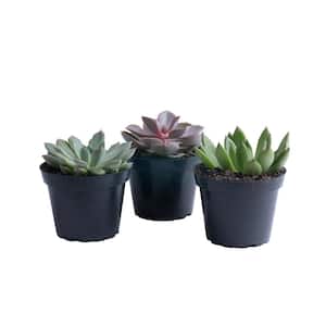 Echeveria Indoor Succulent Assortment in 4 in. Grower Pot, Avg. Shipping Height 4 in. Tall (3-Pack)