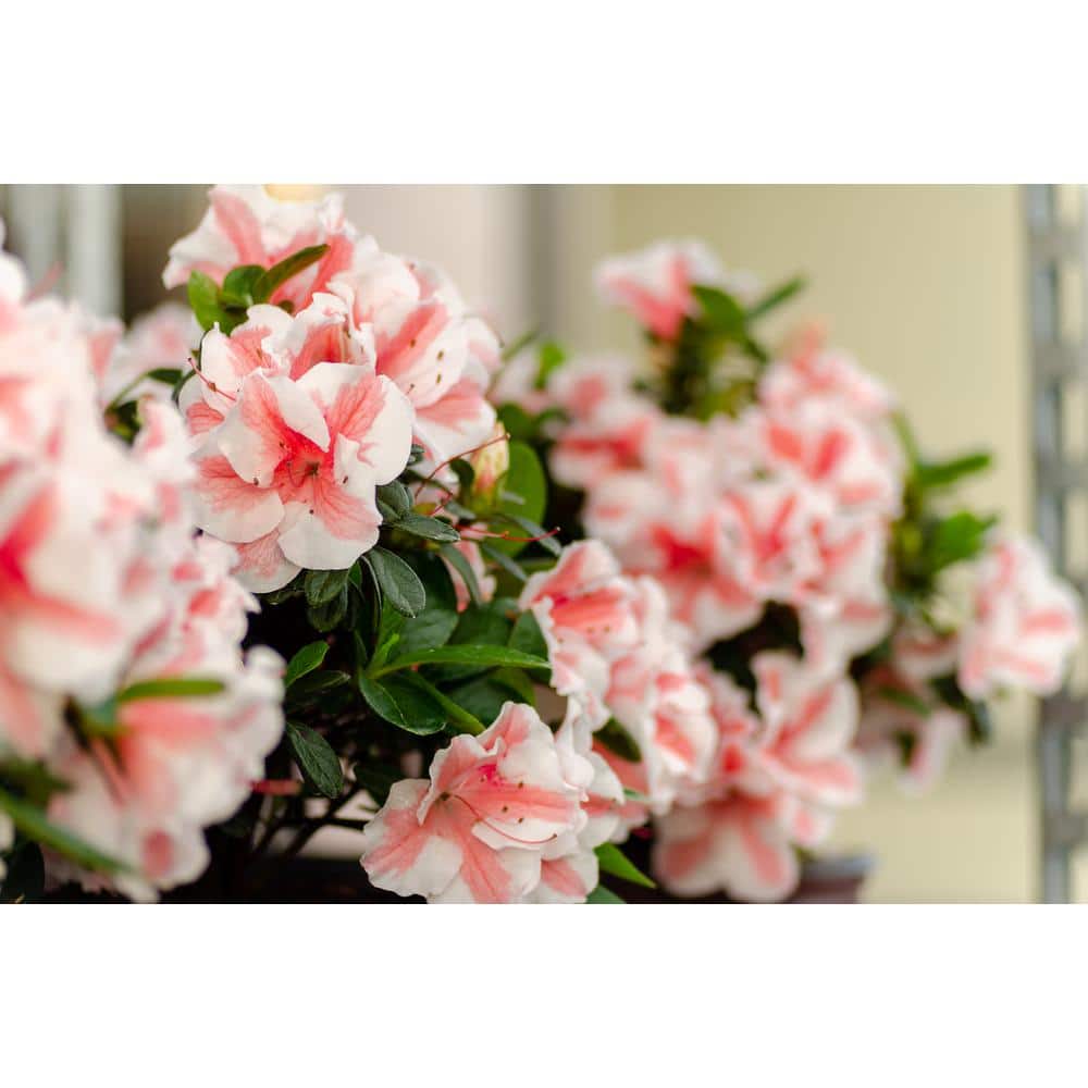 Autumn Starburst Coral Pink and White Azalea in 1 Gallon Pot