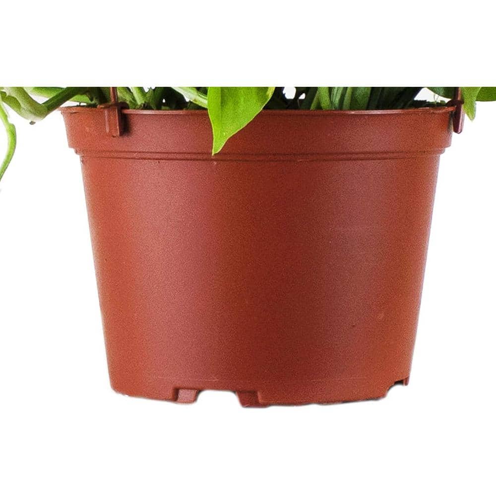 Large Green Pothos Hanging Plant in Brown Grower Pot