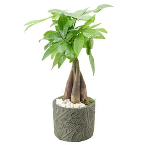 4-1/2 in. Money Tree Tropico Leaf Green Ceramic Planter