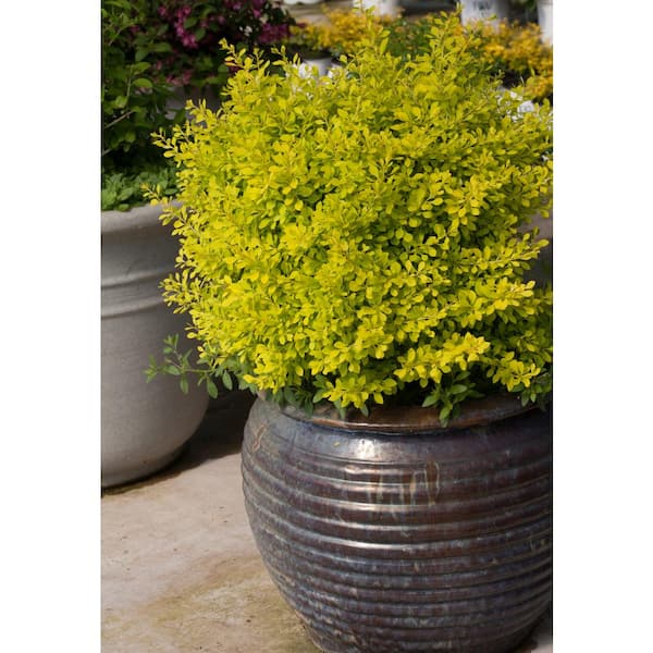 PROVEN WINNERS 2 Gal. Sunjoy Citrus Barberry Shrub with Bright