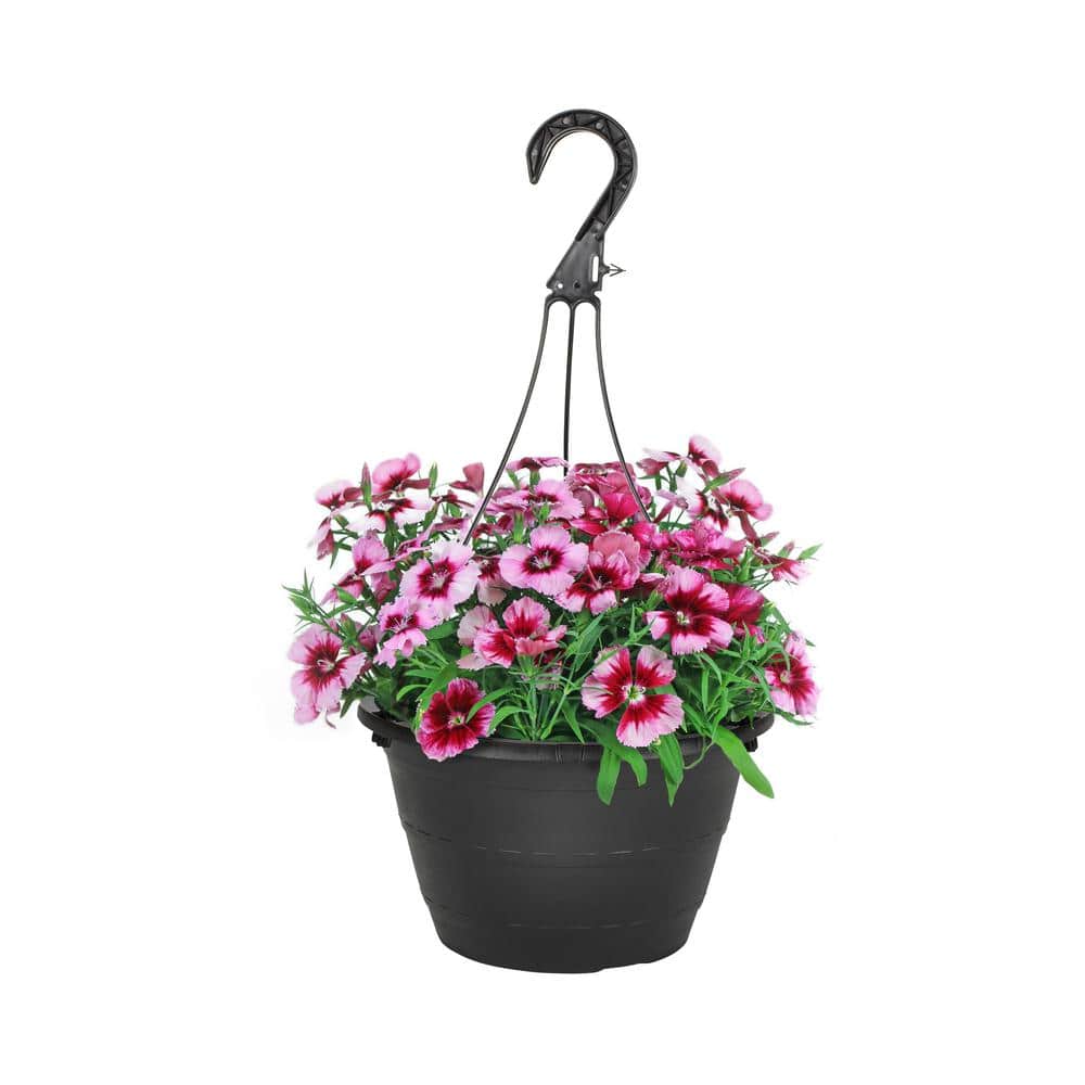 METROLINA GREENHOUSES 1 Gal. Dianthus Pink and Red Bicolor in