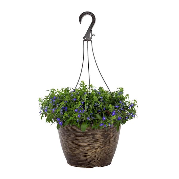 Vigoro 1.75 Gal. Lobelia Hot Water Blue in Decorative Hanging Basket Annual Plant (1-Pack)