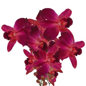 70 Red Sonia Dyed Orchid Flowers- Fresh Flower Delivery
