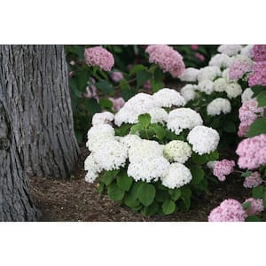 4.5 in. Qt. Invincibelle Wee White (Smooth Hydrangea) Live Shrub White Flowers