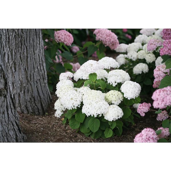 PROVEN WINNERS 4.5 in. Qt. Invincibelle Wee White (Smooth Hydrangea) Live Shrub White Flowers