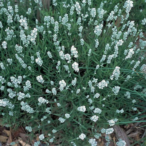 2.6 qt. Vigoro Lavandula Lavender Plant with Pink Flowers