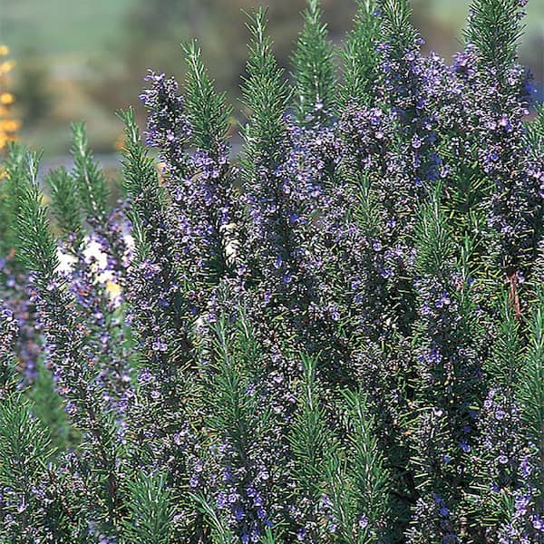 SMART PLANET 2.5 QT. Upright Rosemary Plant