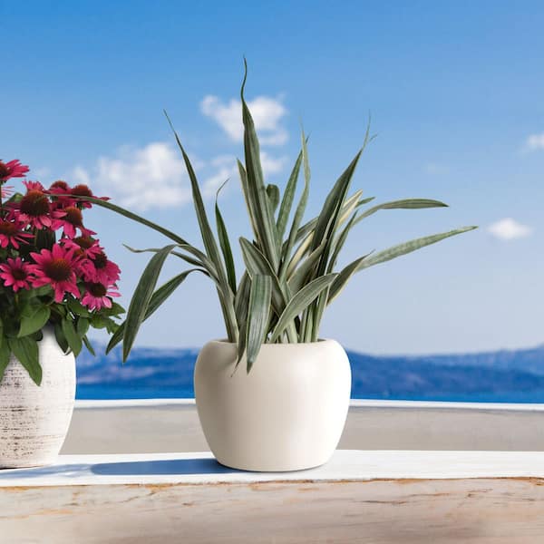 national PLANT NETWORK 6 in. Sansevieria Sayuri Plant in Grower